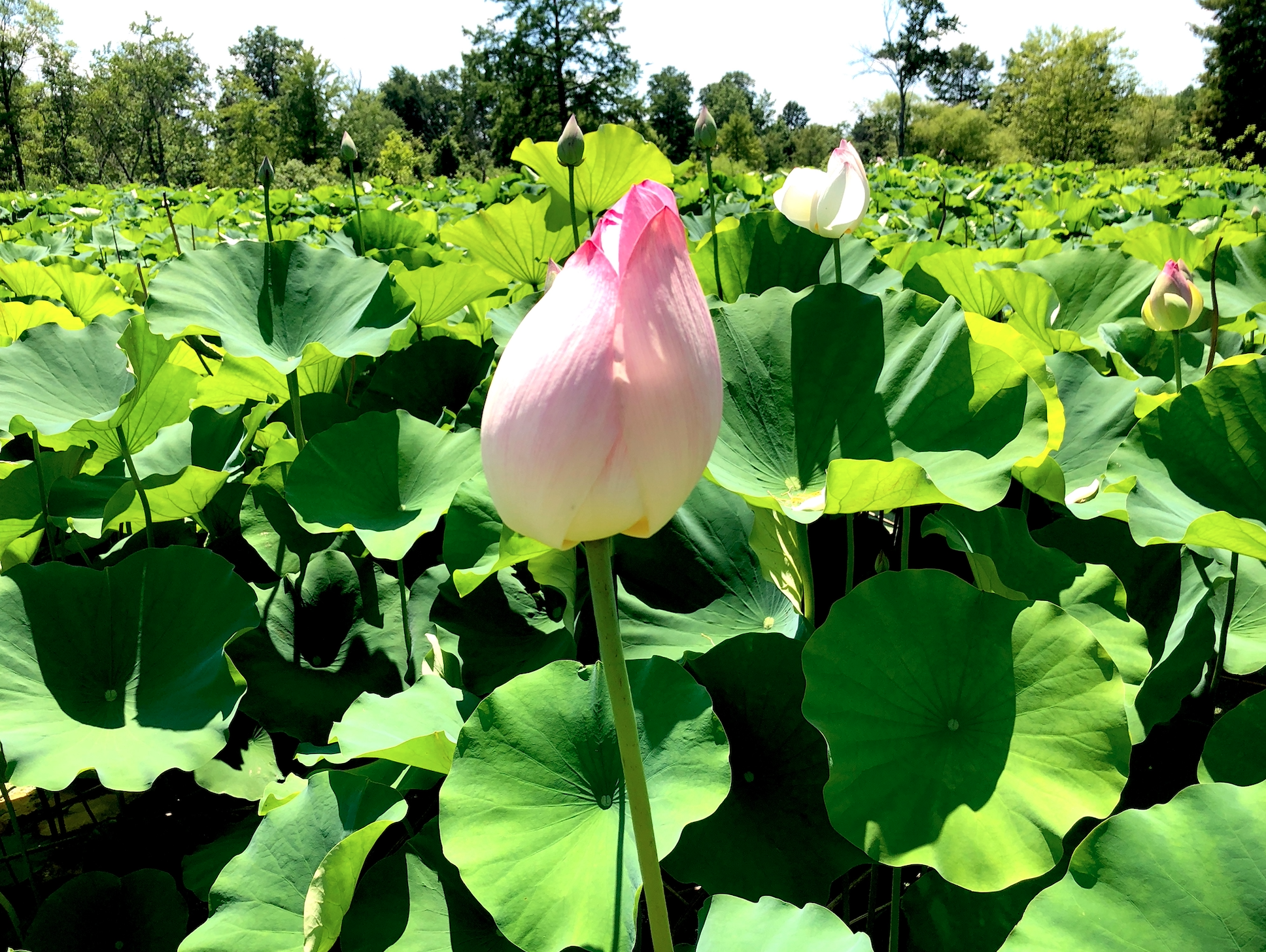 Kenilworth Park and Aquatic Gardens, VISITOR CENTER